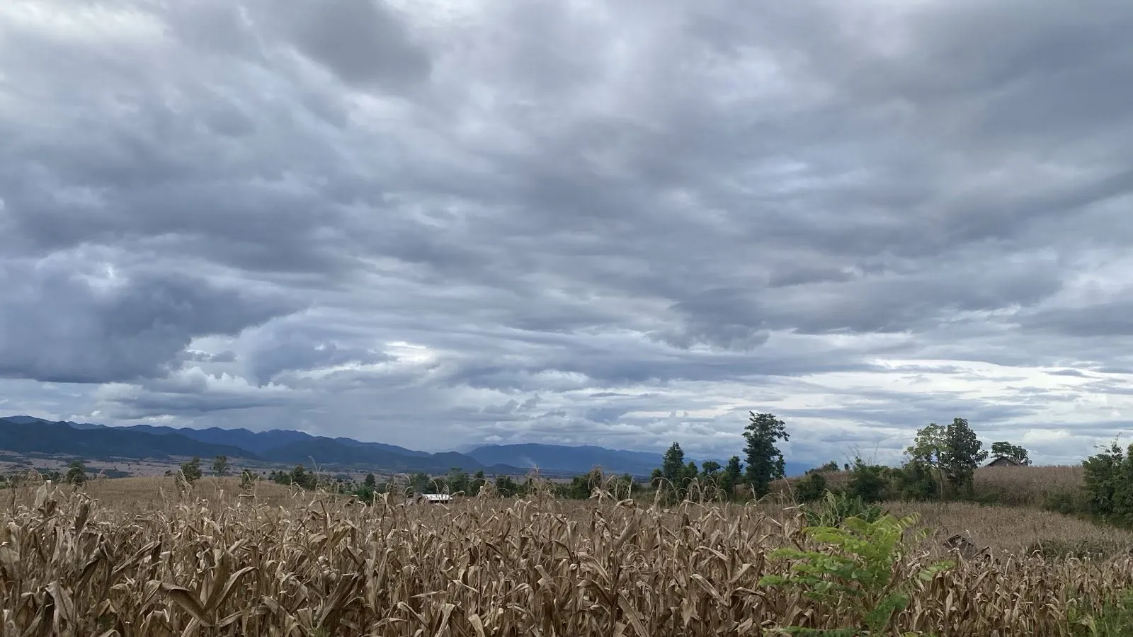 Field Update